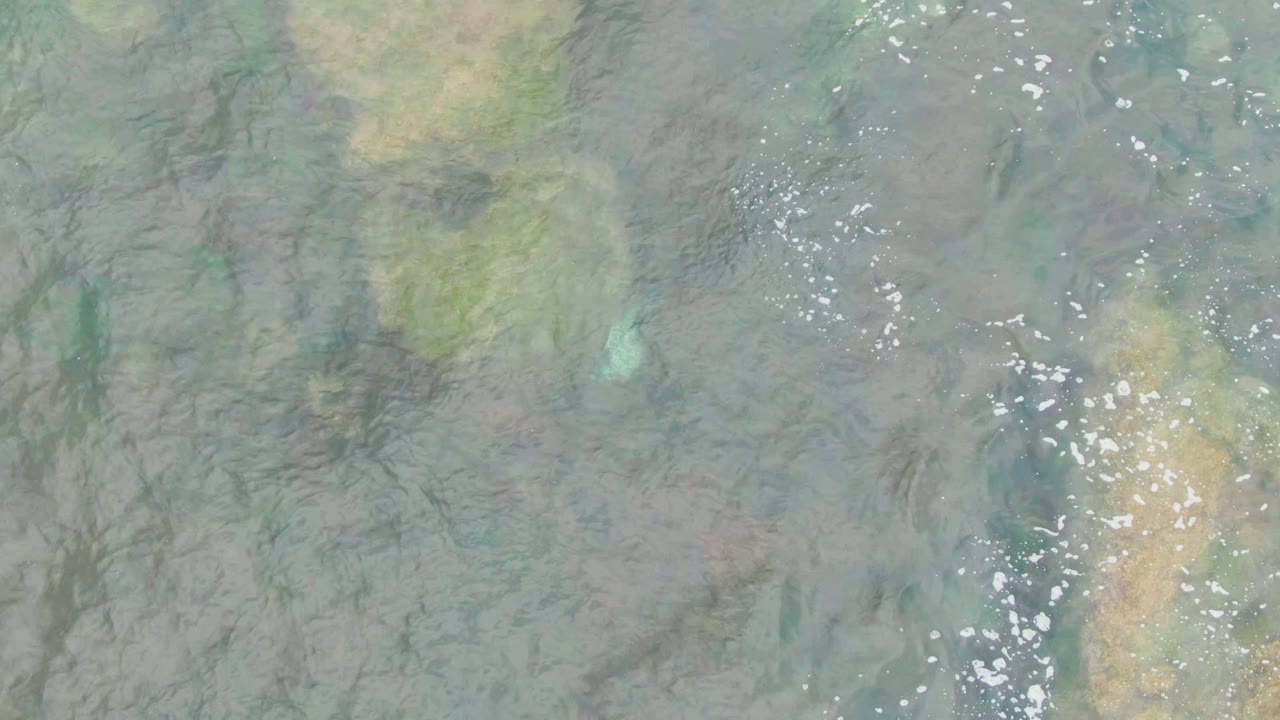 Clear water in La Bocana, Baja California Sur, shows a mottled green and brown seabed with small white fish specks near the center and no visible people.