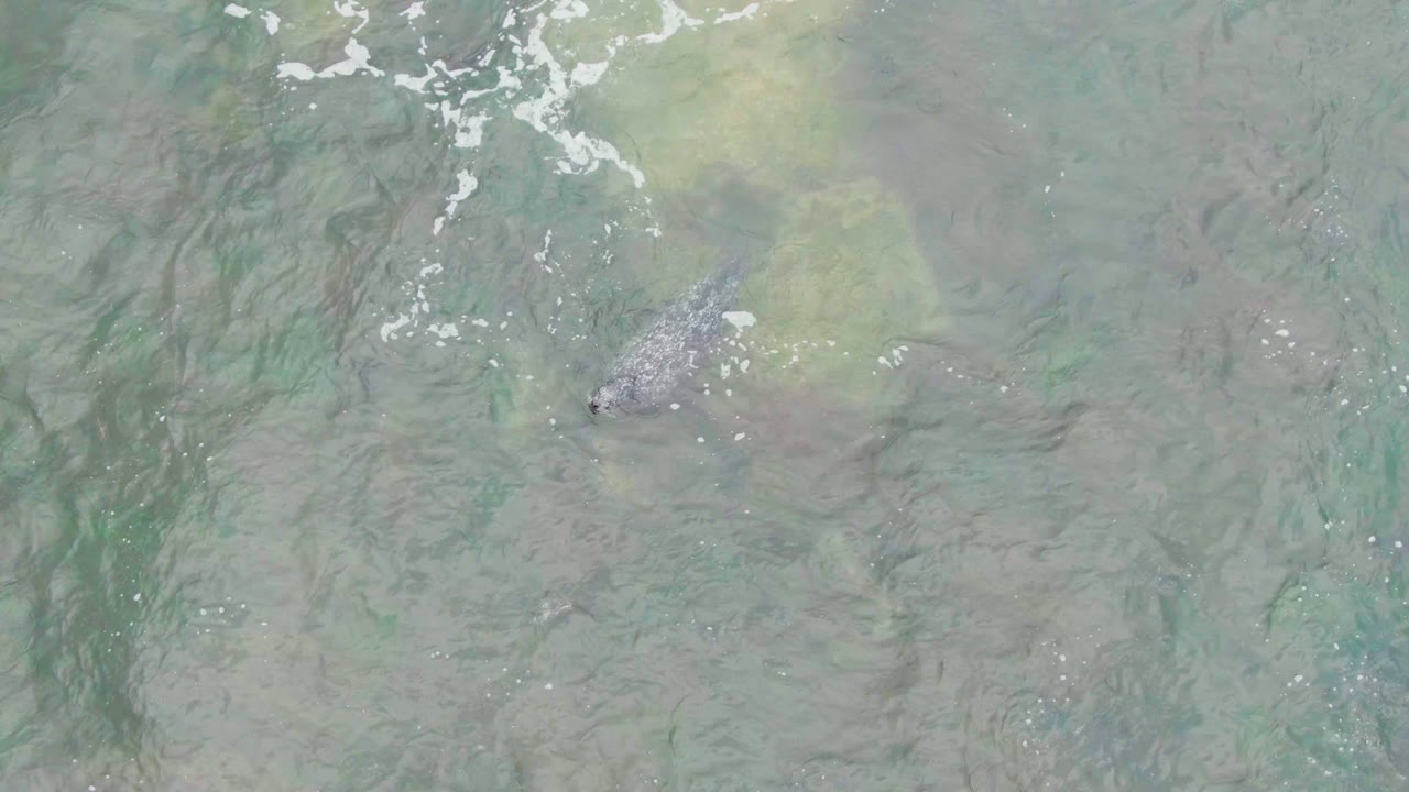 Whale shape beneath rippled shallow water
