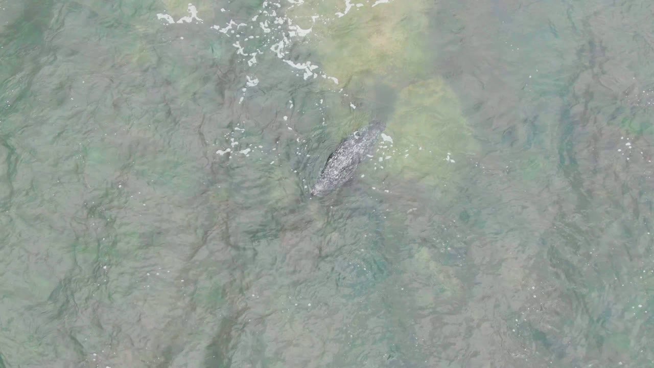 The whale is visible under turquoise-green and brown shallow water in La Bocana, Baja California Sur, with faint surface texture and no visible people.