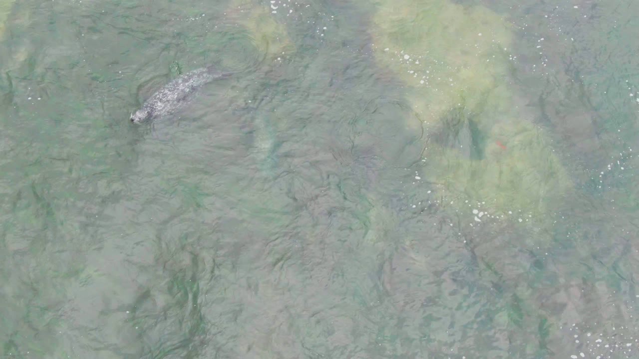 A crocodile appears near the upper left of shallow green water in La Bocana, Baja California Sur, with algae patches and no visible people.