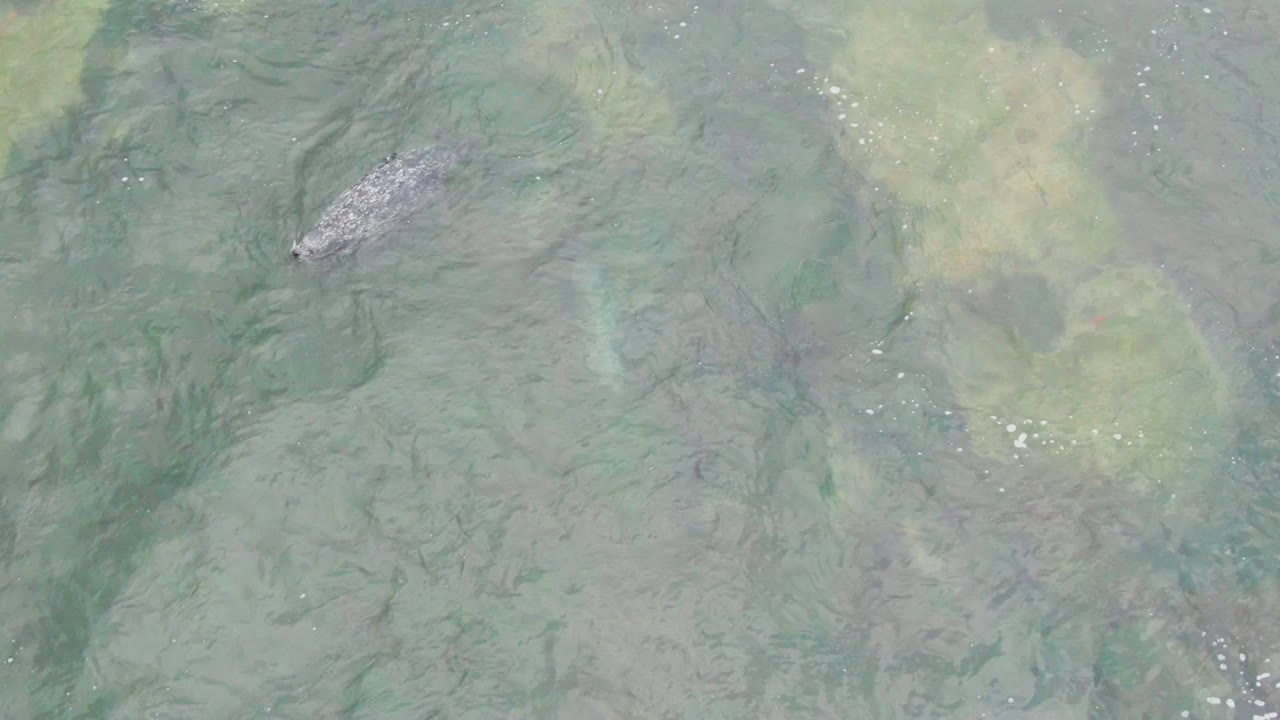 Crocodile moving through clear water and faint algae.