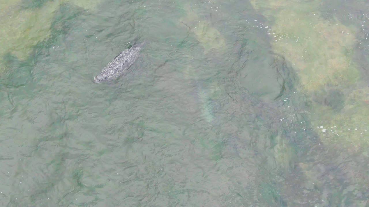 A top-down view shows the crocodile in the upper area of the La Bocana water frame, with darker underwater textures and pale algae, and no visible people.
