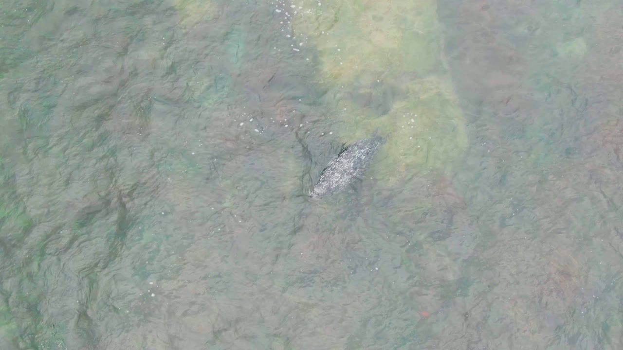 Overhead frame from La Bocana, Baja California Sur showing a gray fish near the upper left in clear shallow water with faint submerged vegetation and no visible people.