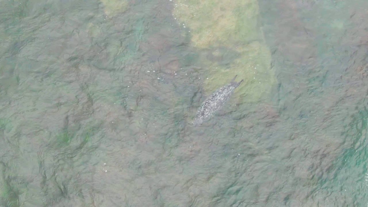 Gray fish centered in pale green shallow water.