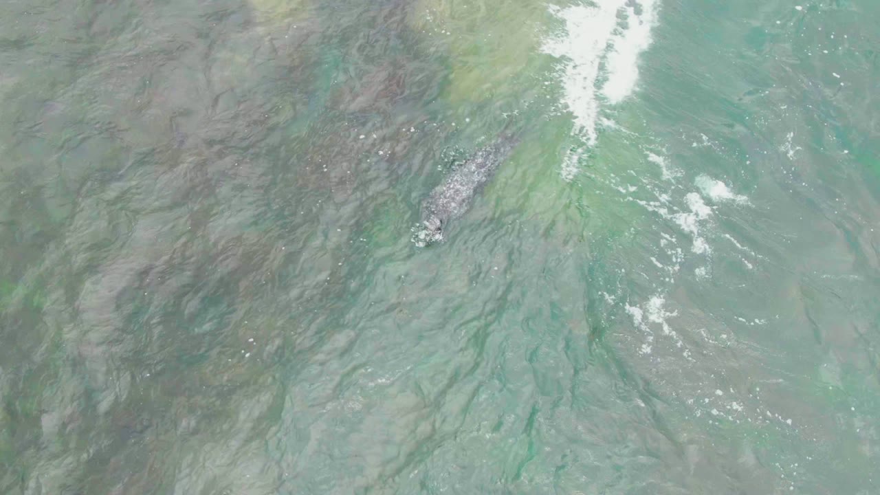 Overhead frame in La Bocana showing the fish toward the upper right beside brighter surface ripples, green-blue water, and no visible people.
