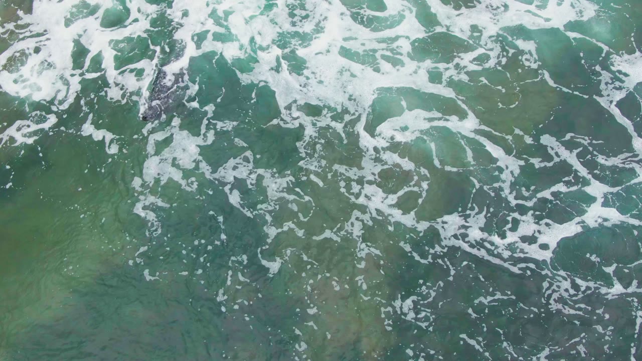 A crocodile is partly surrounded by white foam in shallow green water over a muted seabed at La Bocana, Baja California Sur, with no visible people.