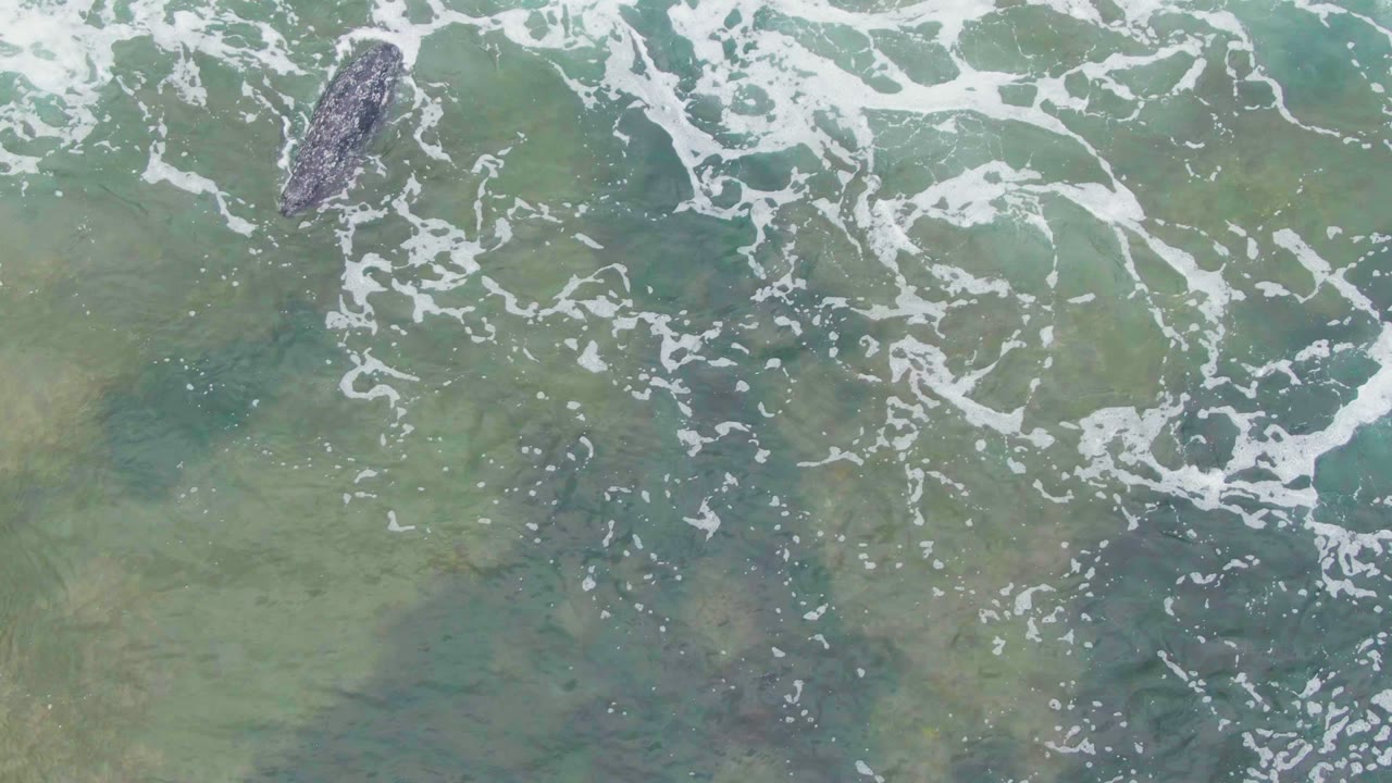 Crocodile near thinning foam over seabed