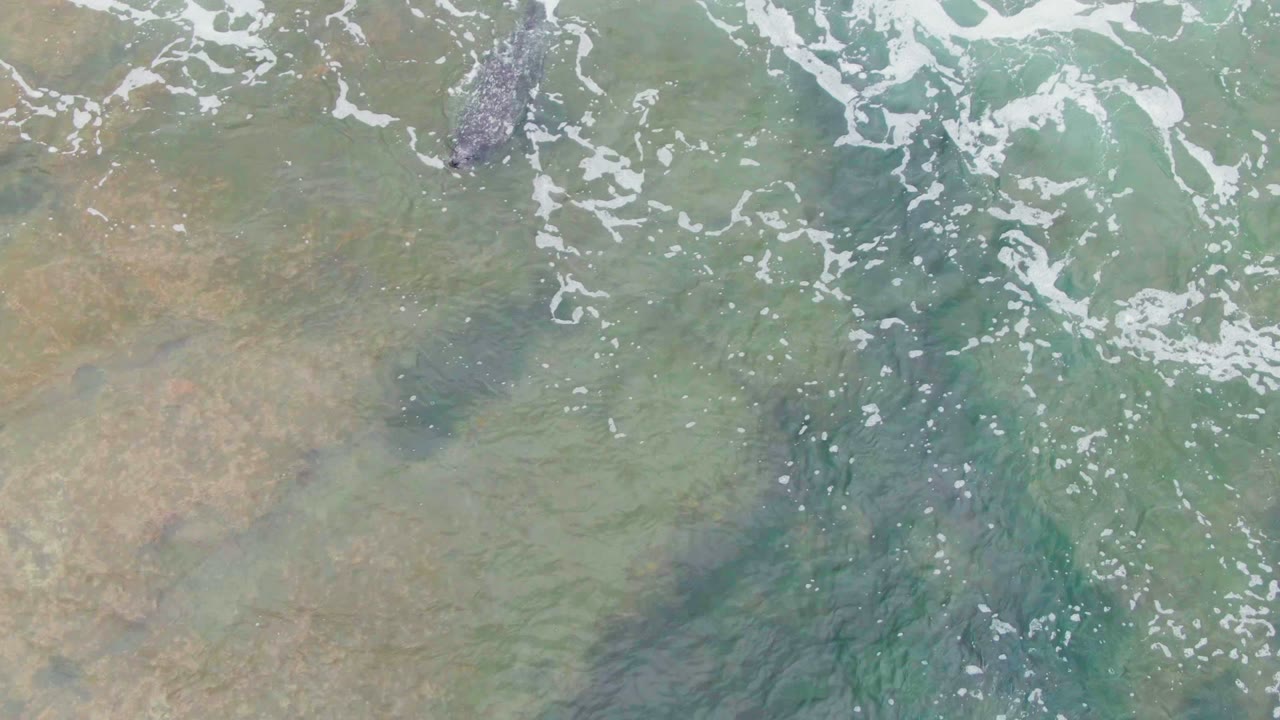 A crocodile is visible near the top of the frame in clearer turquoise-green water above a sandy brown bottom, with no visible people.