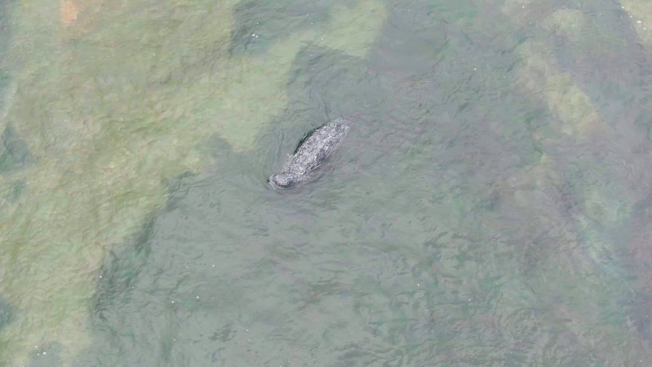 Overhead view of a dark crocodile-shaped animal in clear pale green water at La Bocana, Baja California Sur, with no visible people.