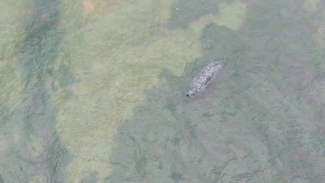 Crocodile-shaped animal slightly farther across clear shallow water.