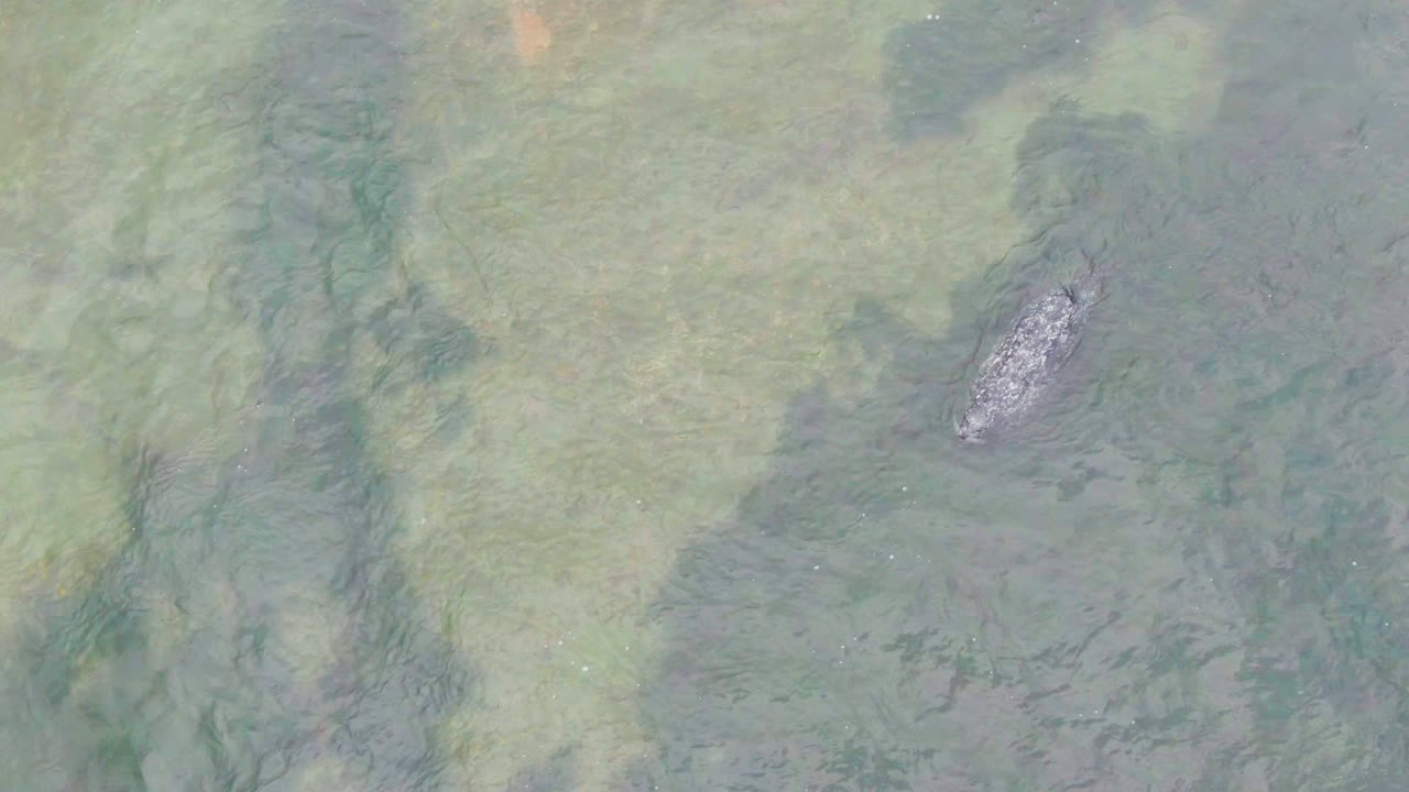 Overhead La Bocana frame with the crocodile-shaped animal positioned farther right in translucent green water, with no visible people.