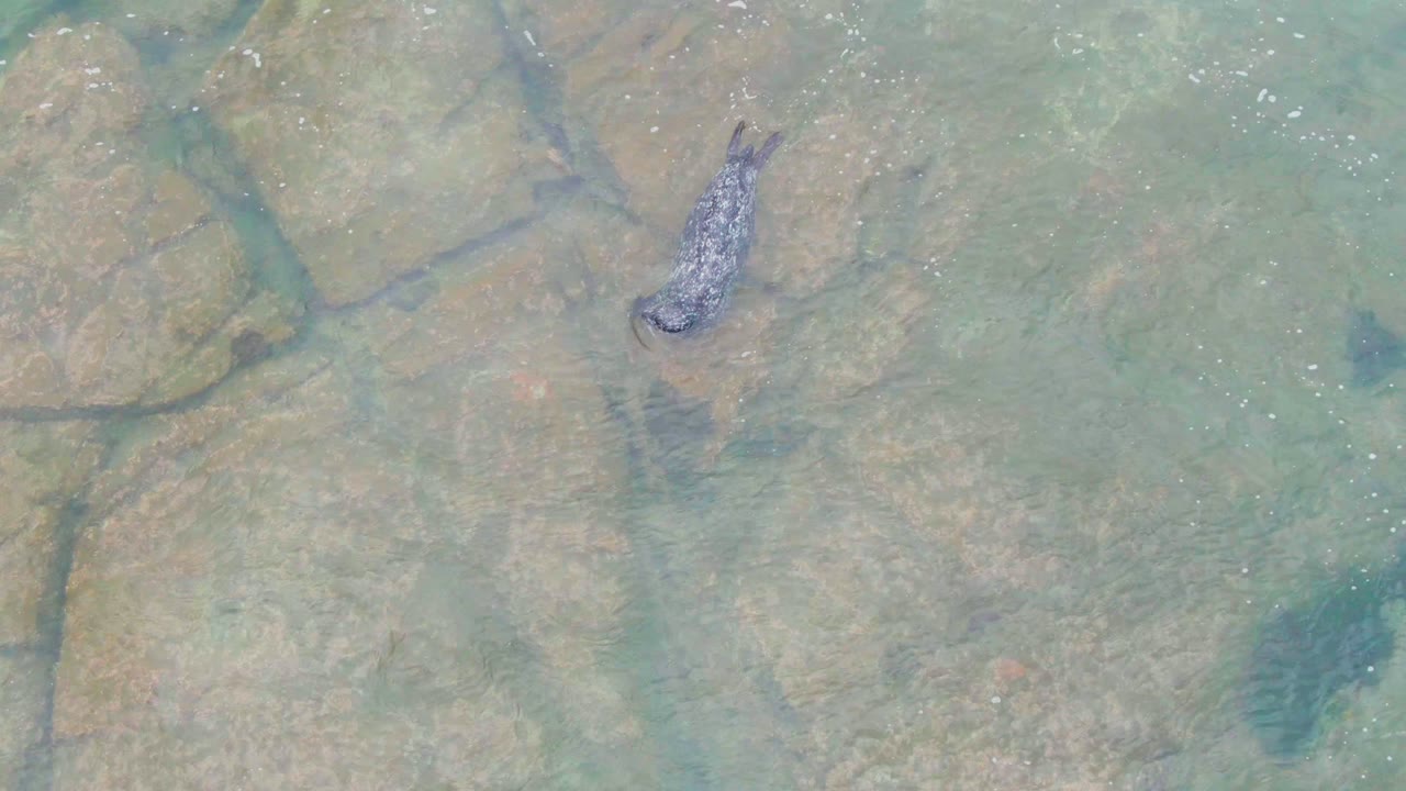Overhead view of a seal near the upper left of clear shallow water over tan submerged rocks in La Bocana, Baja California Sur, Mexico, with no visible people.