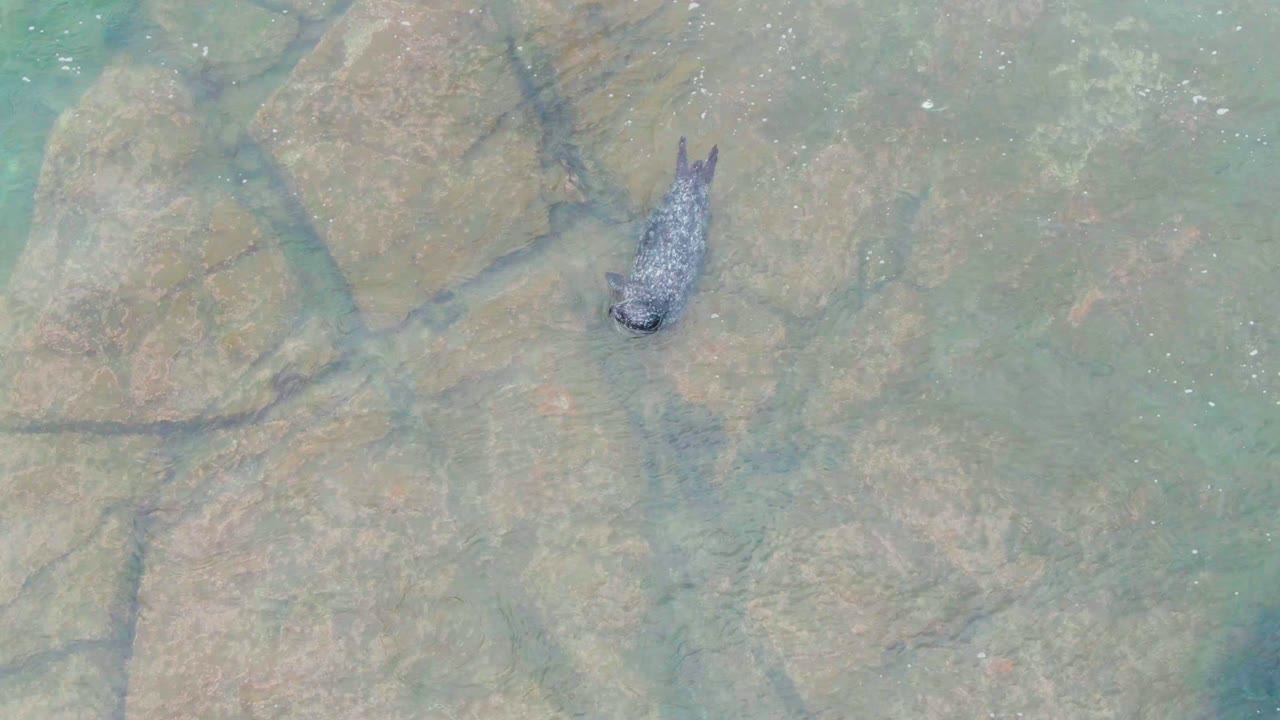 Seal swimming above pale rocky seabed