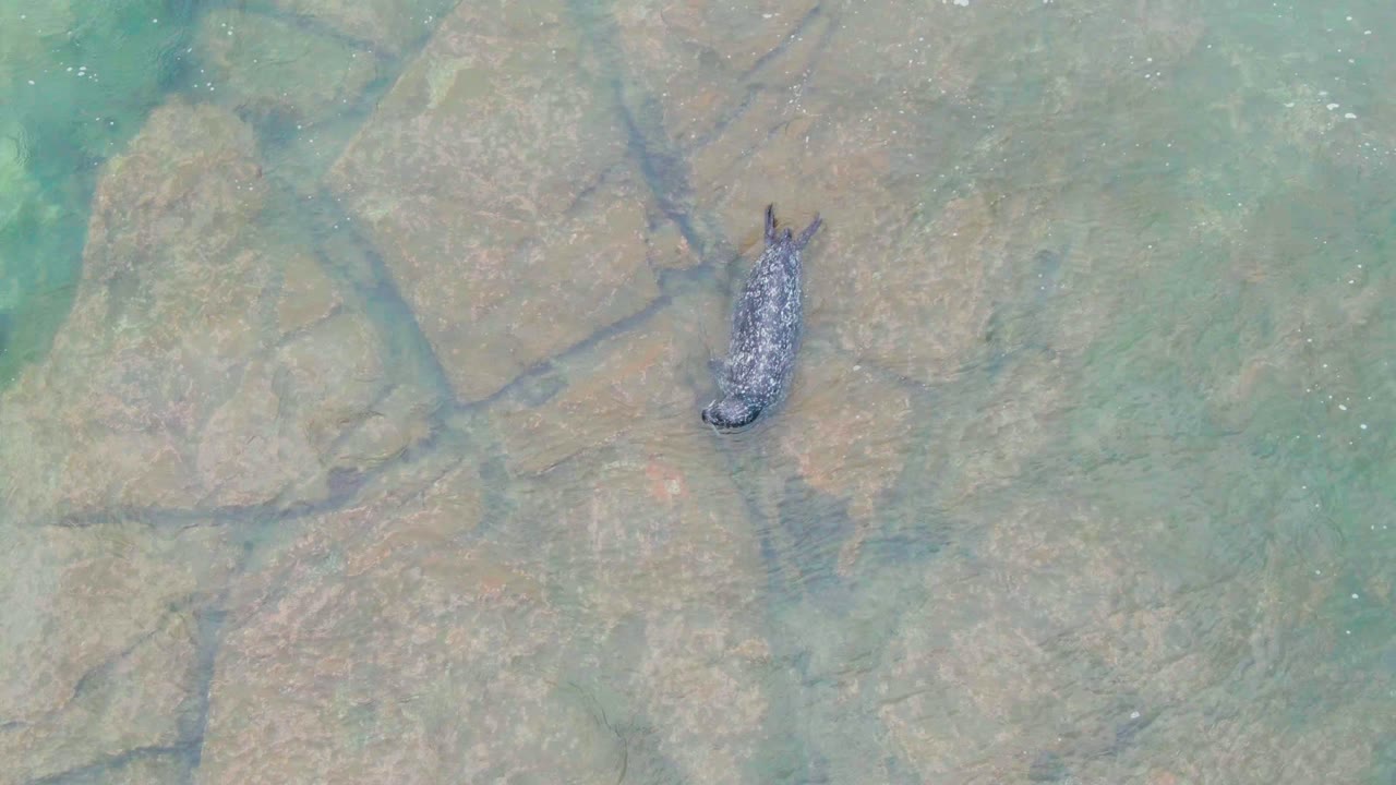 A seal is seen near the upper right over tan and gray underwater rocks, with faint ripples and no visible people in the La Bocana coastal water.