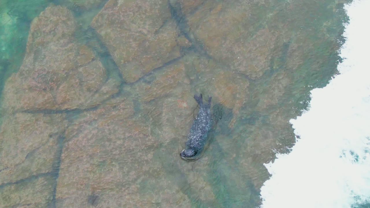 Top-down aerial frame in La Bocana, Baja California Sur showing a seal on tan submerged rocks as white surf enters from the right, with no visible people.