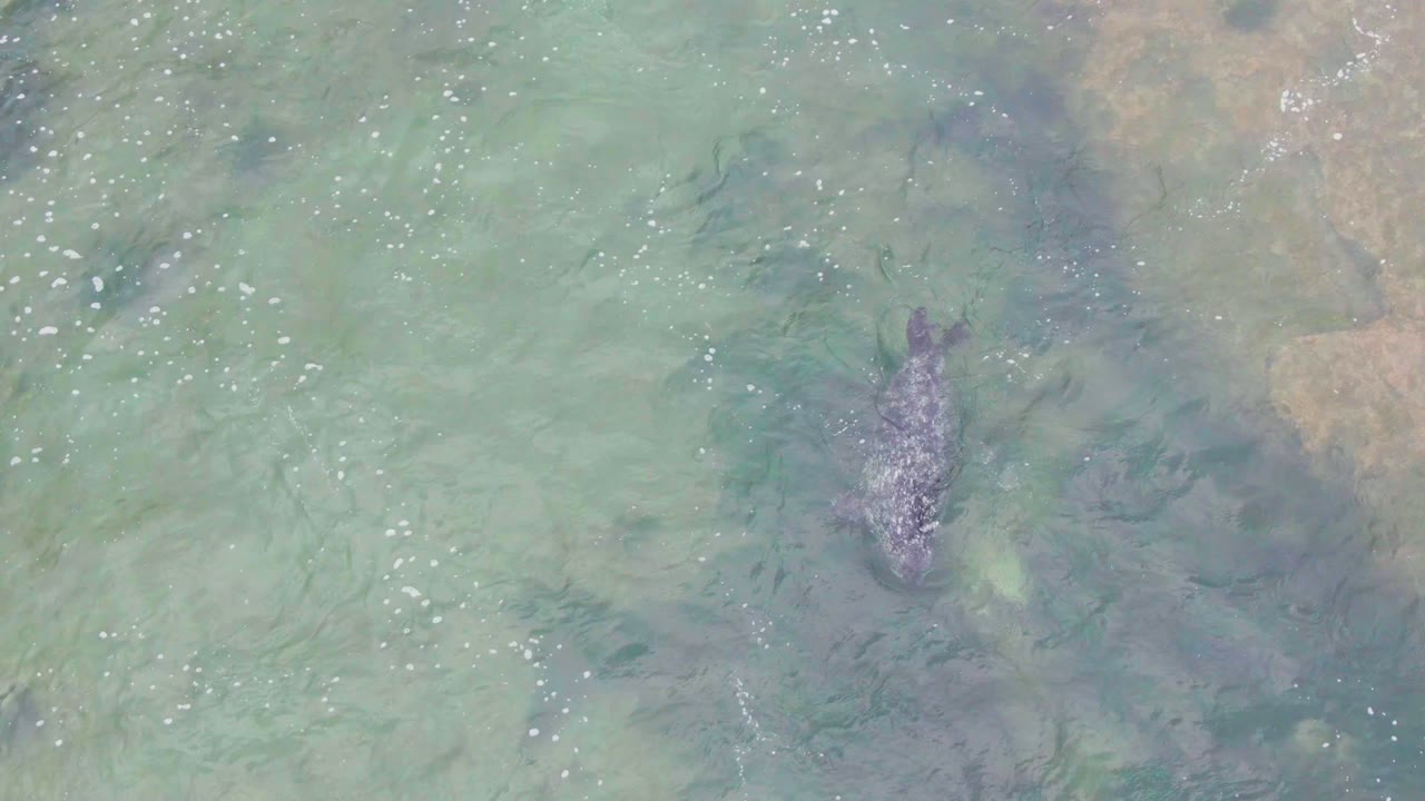 Overhead view of a seal beneath clear shallow water at La Bocana, Baja California Sur, with pale green water, darker submerged patches, and no visible people.