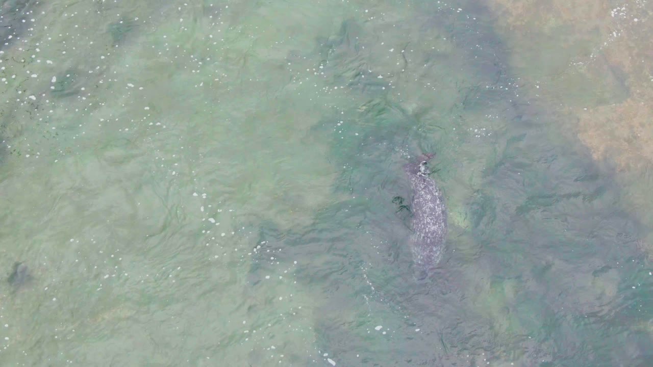 Seal beneath rippled shallow ocean water