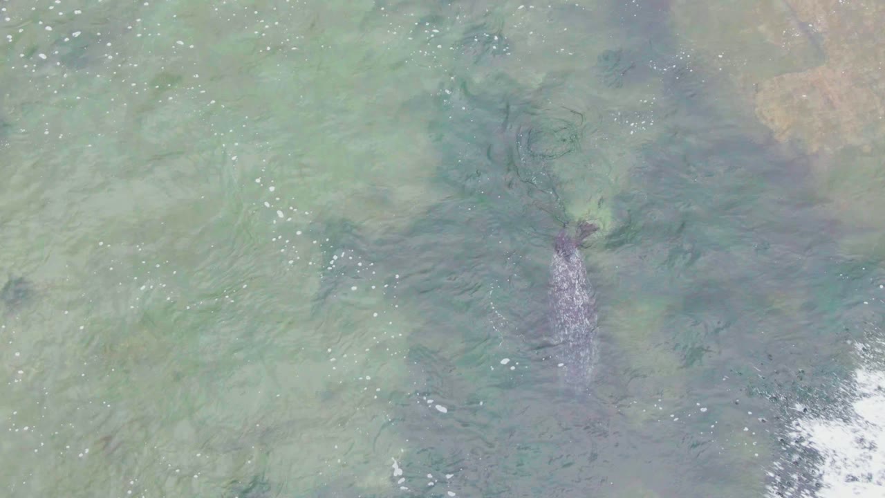 A seal is still discernible below the green shallows at La Bocana, Baja California Sur, while brighter white surf begins to enter from the lower right edge, with no visible people.