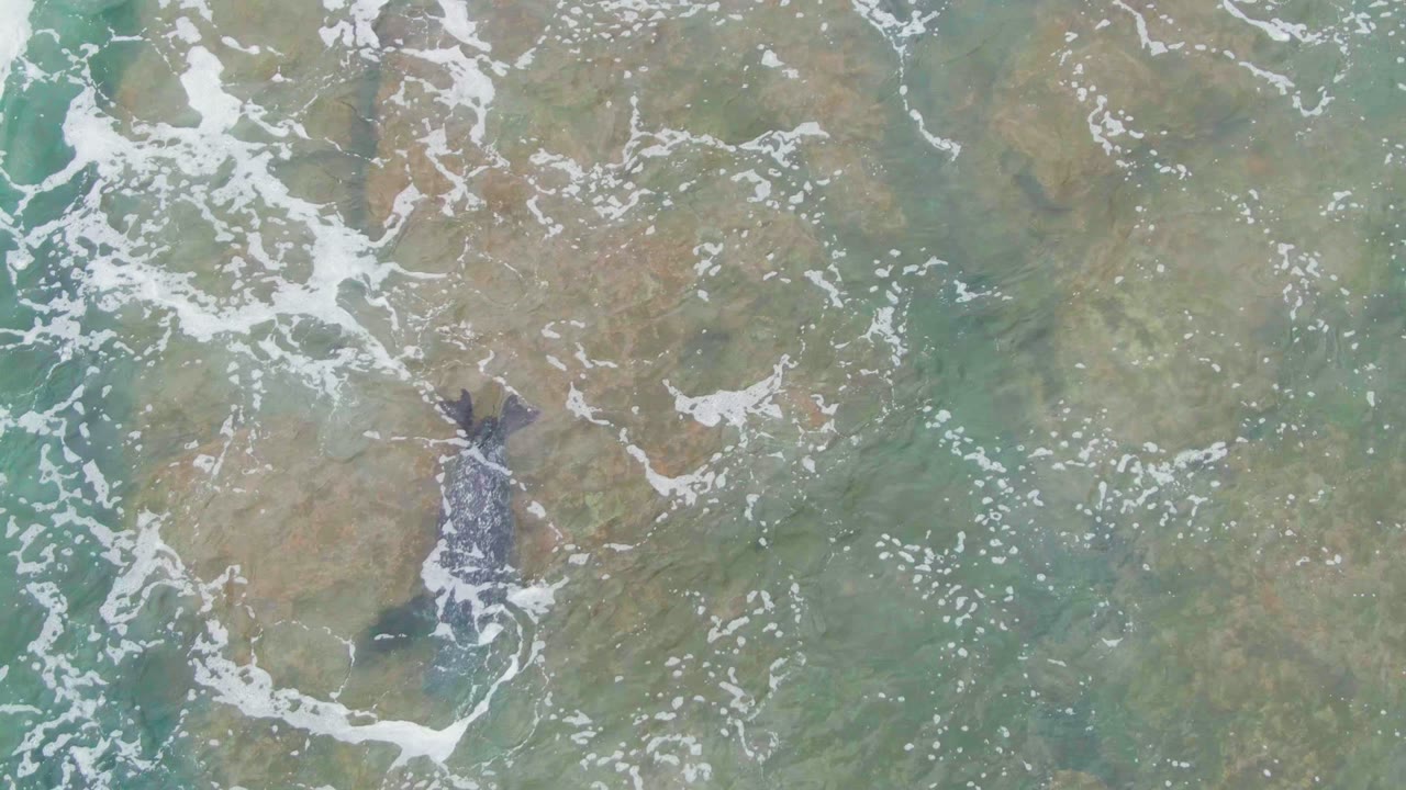 At 0:00 in La Bocana, Baja California Sur, a whale appears under shallow turquoise water near scattered white foam, with no visible people.