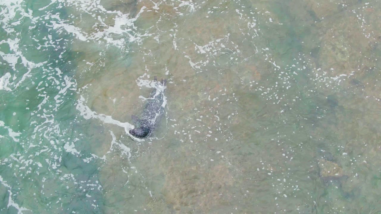 Whale moving through clear shallow water with foam streaks.
