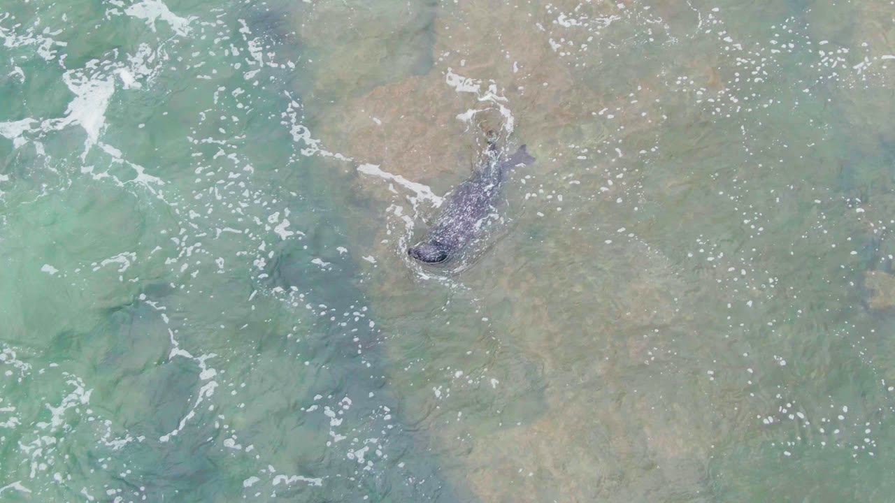 At 0:02 in La Bocana, Baja California Sur, the whale sits near the lower center of the overhead frame below turquoise water and broken white foam, with no visible people.
