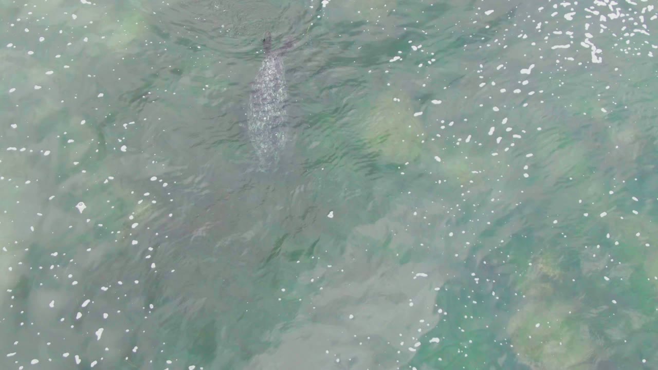 At 0:00 in La Bocana, Baja California Sur, a dolphin shape is visible beneath rippled turquoise water near a pale bubble trail, with no visible people.