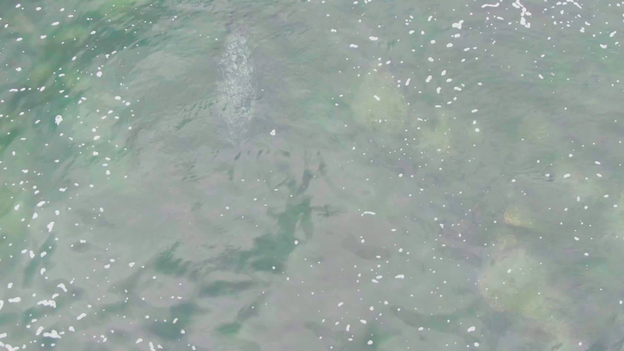 Clear ocean surface with a dolphin faintly visible below and small white foam flecks.