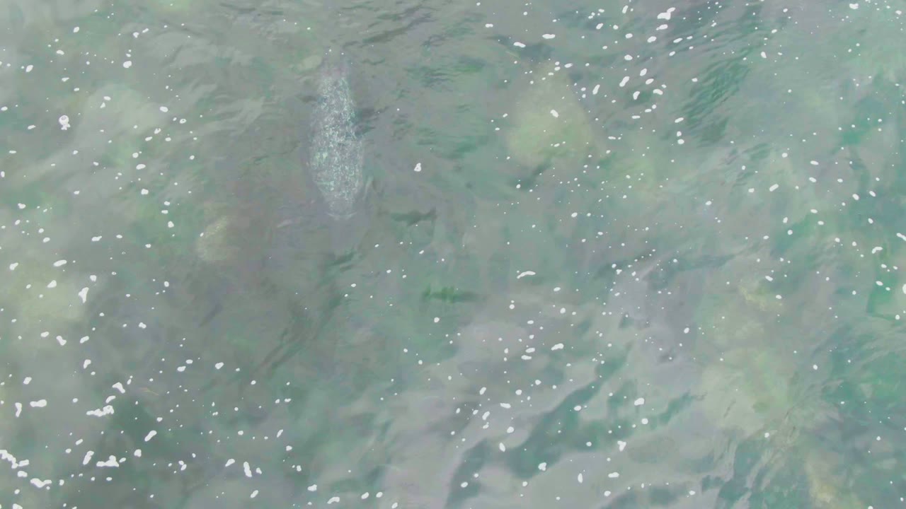 At 0:02 in La Bocana, Baja California Sur, a pale vertical bubble plume marks the dolphin's path below the rippled water surface, with no visible people.