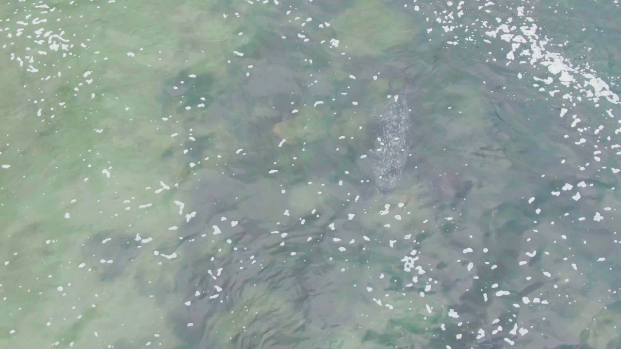 At La Bocana, Baja California Sur, a dark fish is visible beneath pale green shallow water with scattered white bubbles near the surface and no visible people.