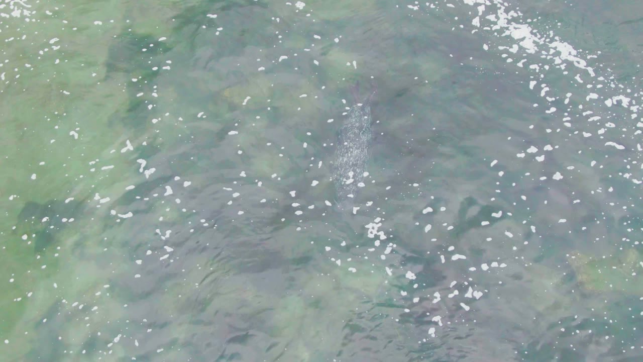 At 0:01 in La Bocana, the fish sits lower in the overhead frame under rippled green water, with bright foam flecks crossing the surface and no visible people.