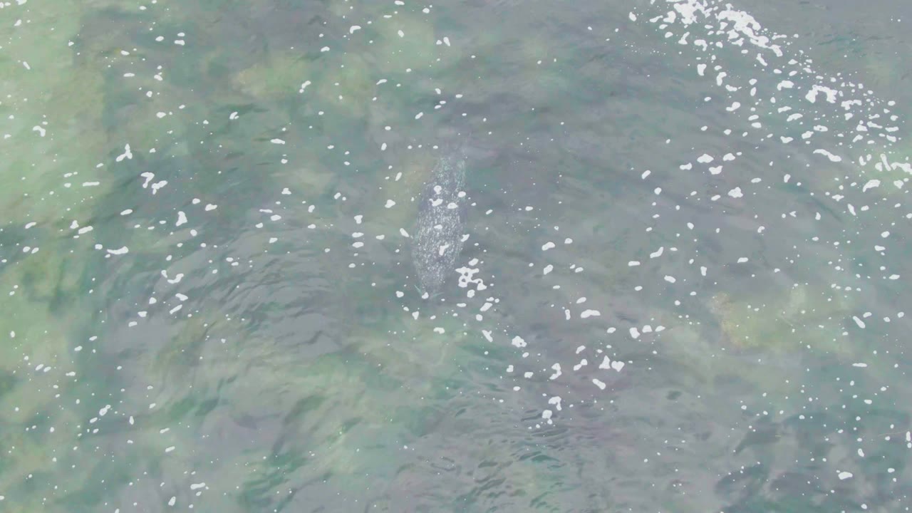 At La Bocana, Baja California Sur, the fish appears farther right beneath translucent water, surrounded by moving ripples and small white bubble marks, with no visible people.