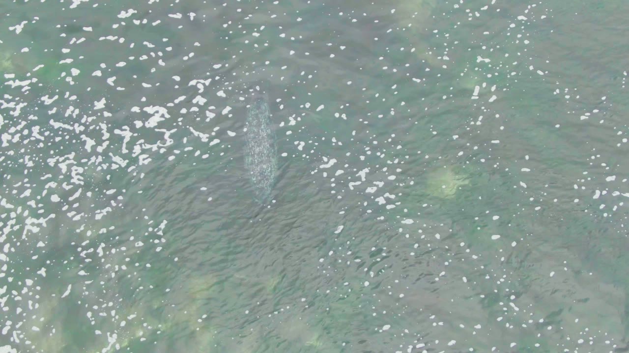Aerial frame over La Bocana green-blue ocean water shows a pale whale form below the surface with scattered white foam and no visible people.