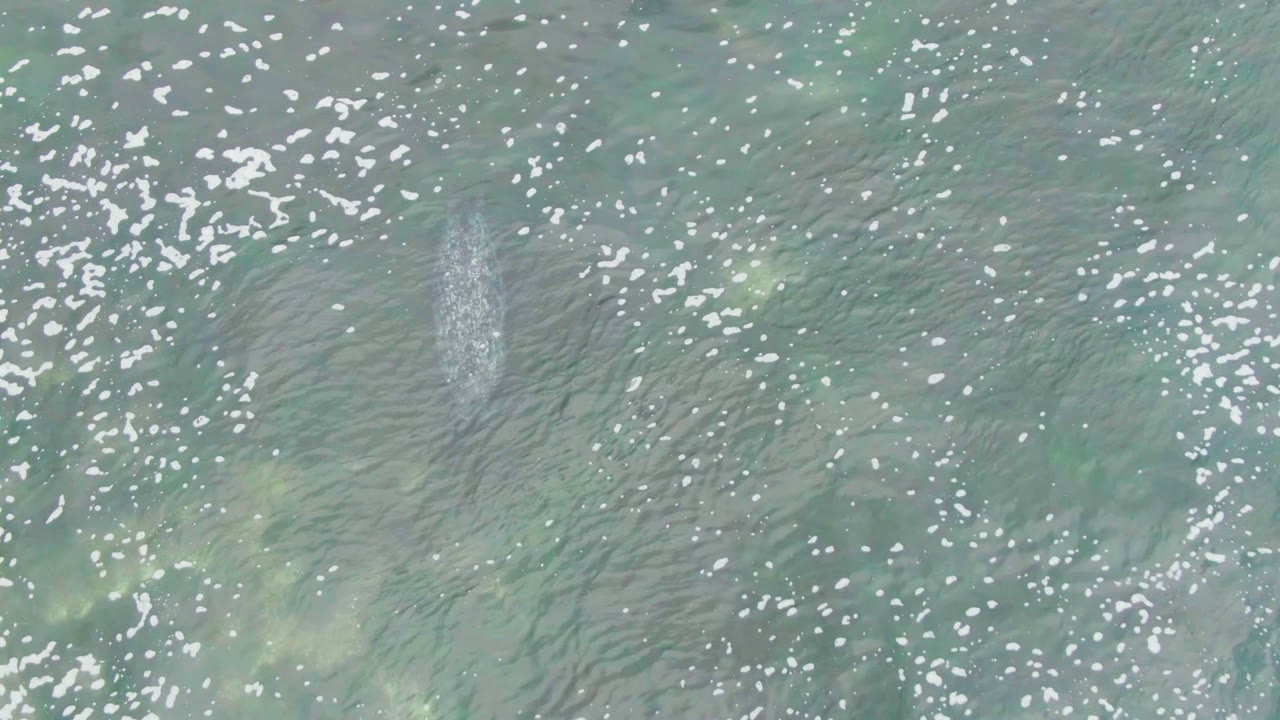 Top-down ocean view with a faint whale body under rippled green water and small white foam patches.