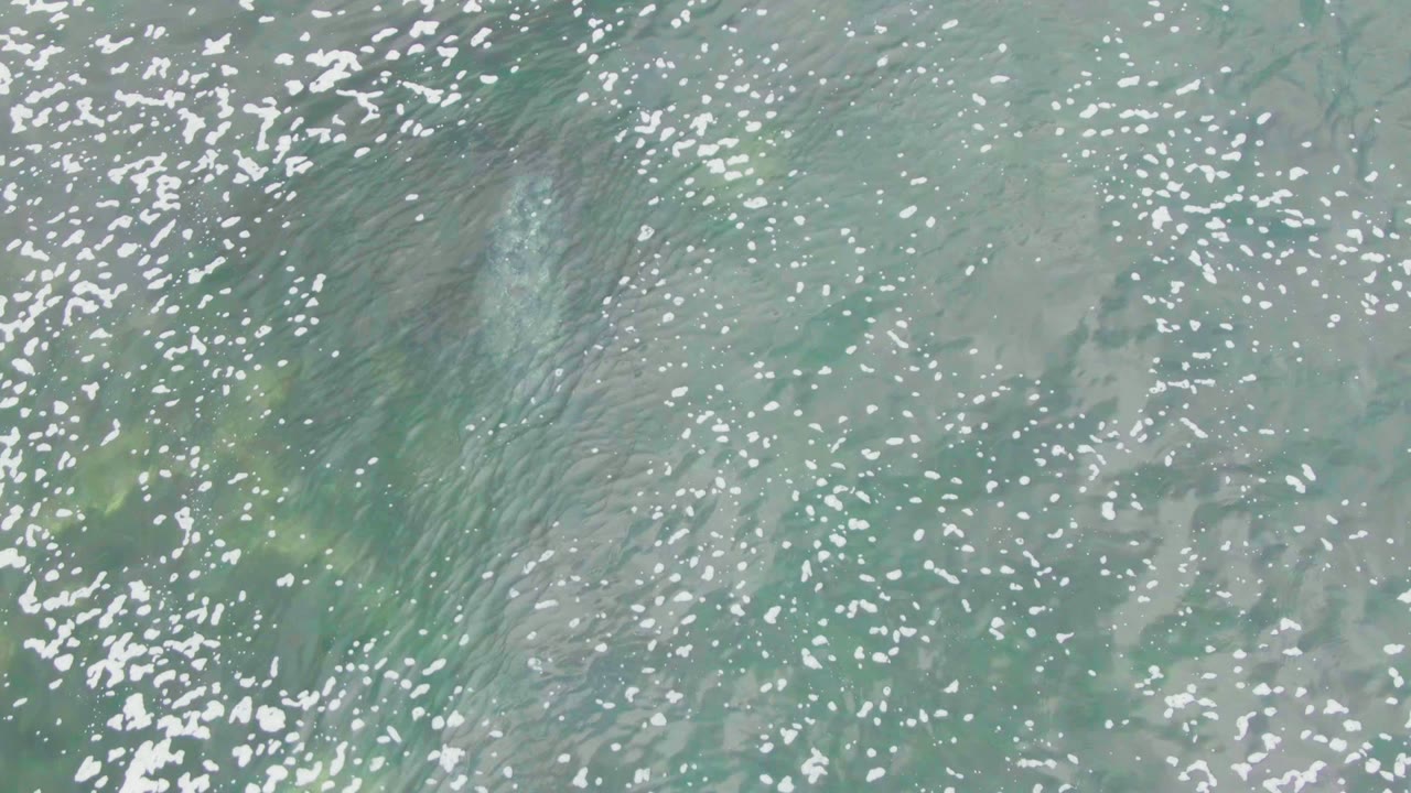 The La Bocana ocean surface shows a submerged whale shape and a brighter vertical spout plume among scattered white foam, with no visible people or vessels.