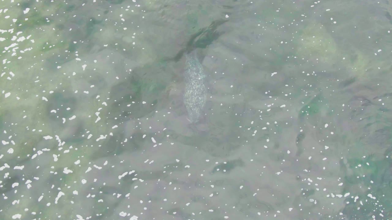 Overhead frame from La Bocana, Baja California Sur showing a pale fish beneath green-blue shallow water with scattered white sun reflections and no visible people.