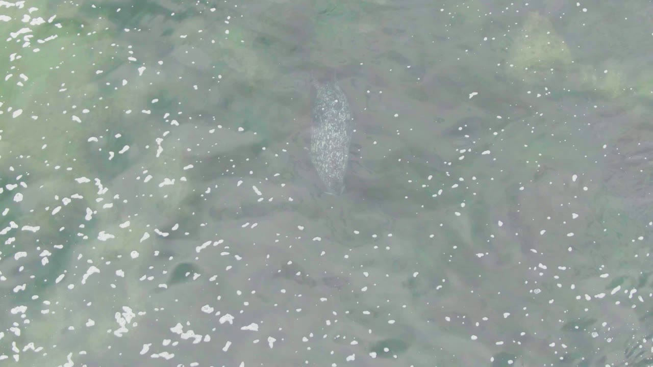 Fish shape below clear water with bright surface sparkles
