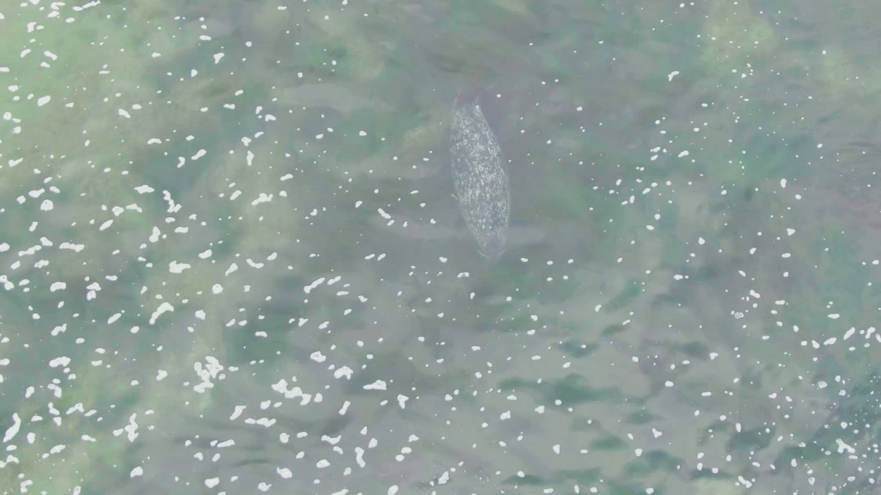 The fish appears beneath pale green-blue shallow water near the left side of the overhead view, surrounded by ripples, white reflections, and no visible people.