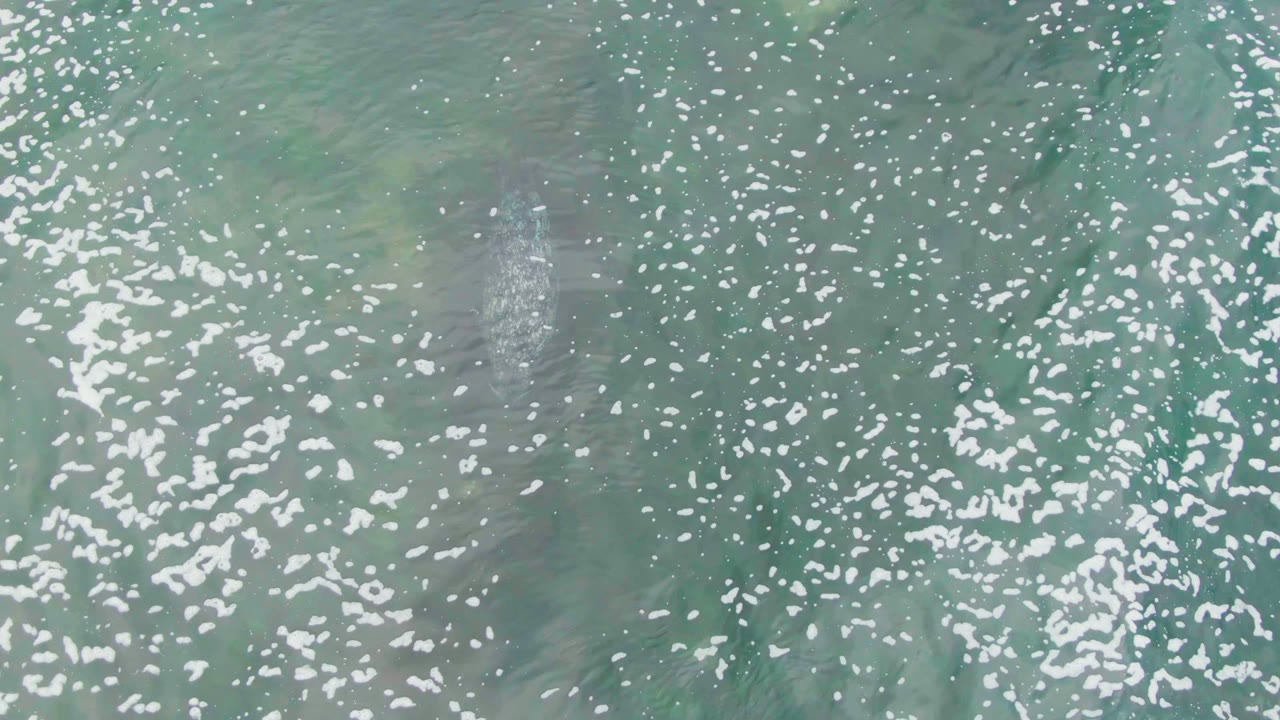 Overhead view in La Bocana, Baja California Sur of green ocean water covered with white foam, with a faint submerged marine animal shape near the left side and no visible people.