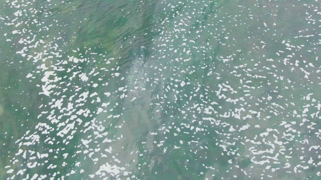 White foam scattered over green water with a submerged animal form.
