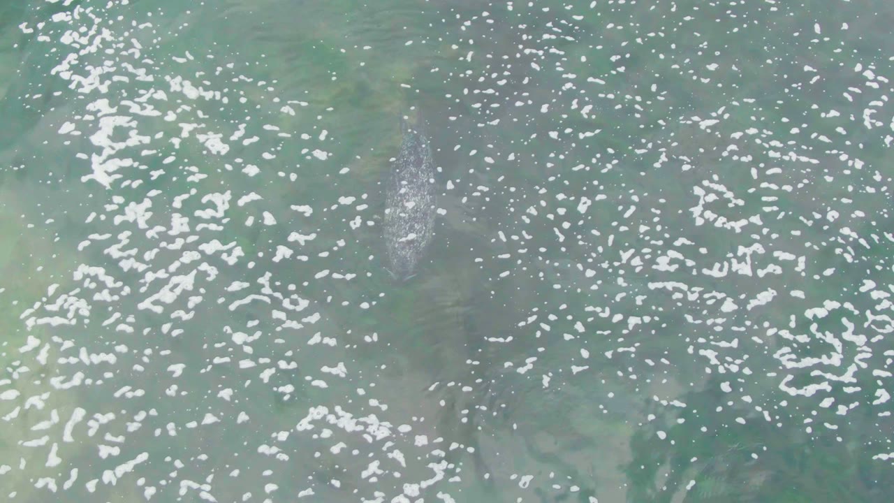 Top-down La Bocana water view with bright foam scattered over green-blue shallows and a pale submerged marine animal shape near the center-left, with no visible people.