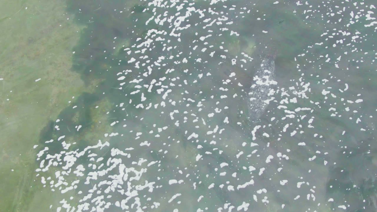 Overhead view in La Bocana, Baja California Sur, showing white birds clustered and scattered across green-blue coastal water with no visible people.