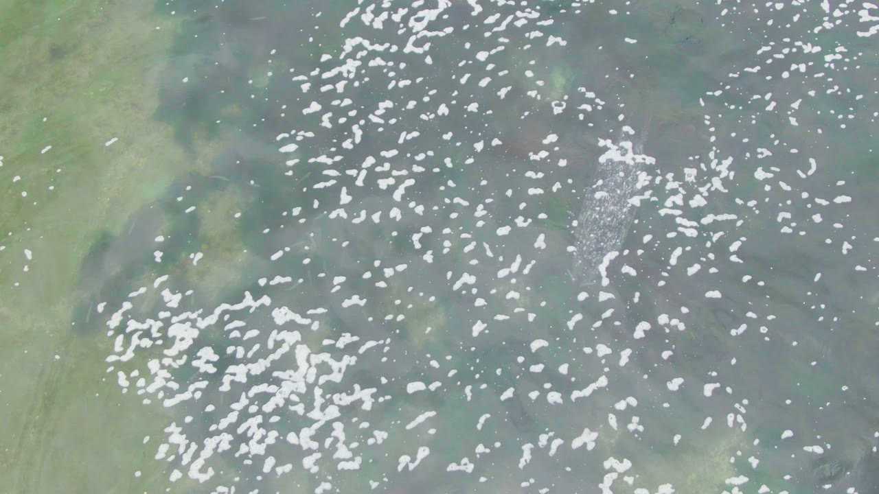 Dense group of white birds floating on mottled coastal water.