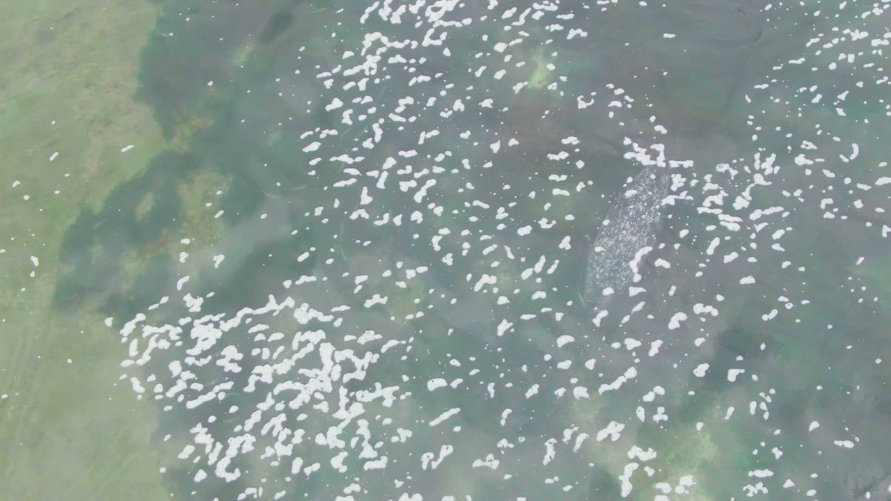 White birds are dispersed across teal and green water in La Bocana, with one thicker flock area and no visible people, vessels, or shoreline.
