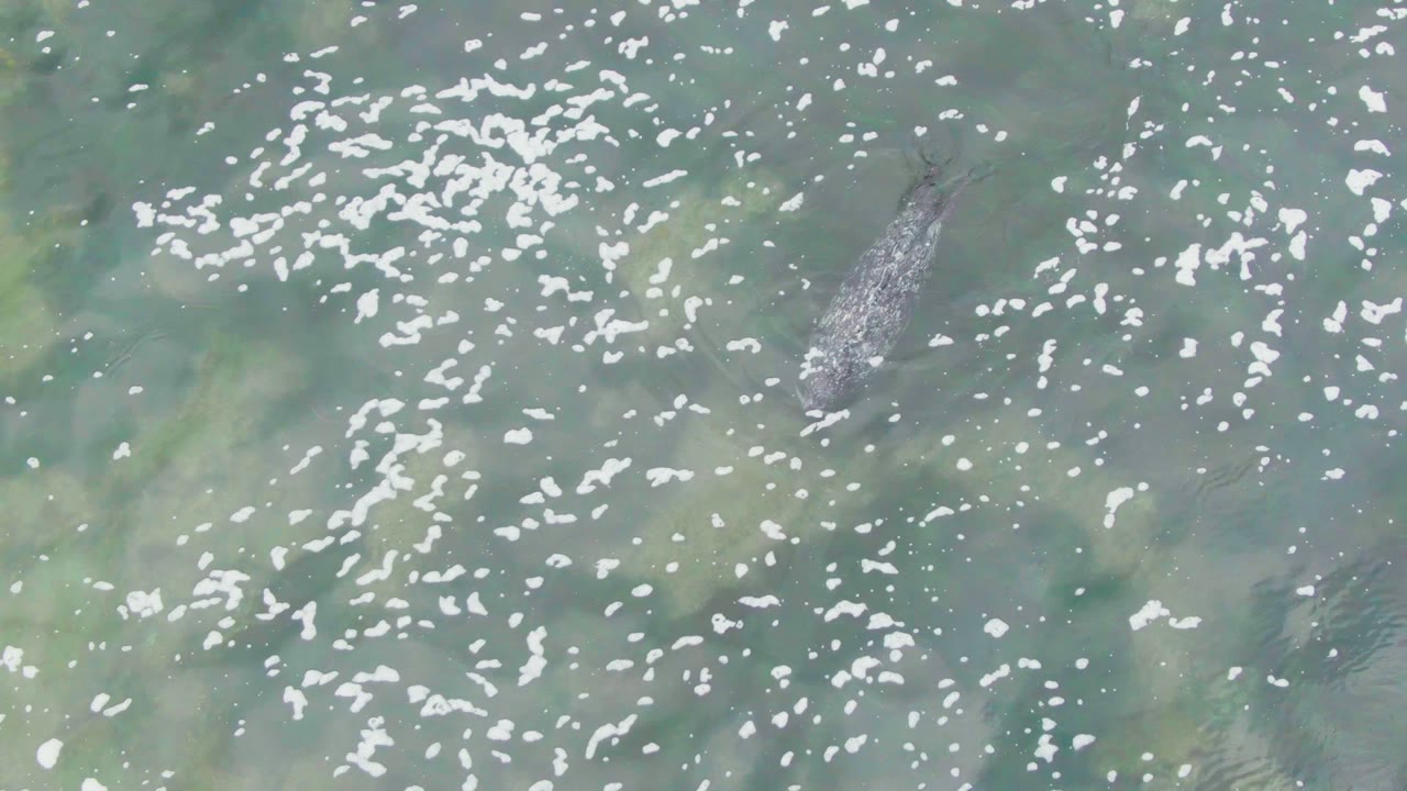 A dark fish appears near the left side of clear greenish shallow water in La Bocana, Baja California Sur, with white surface reflections and no visible people.