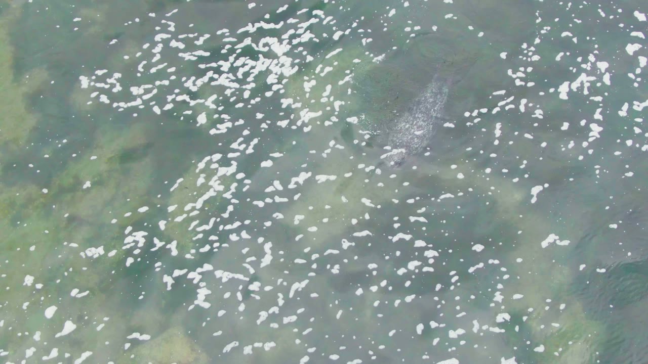 Fish moving beneath bright surface reflections.