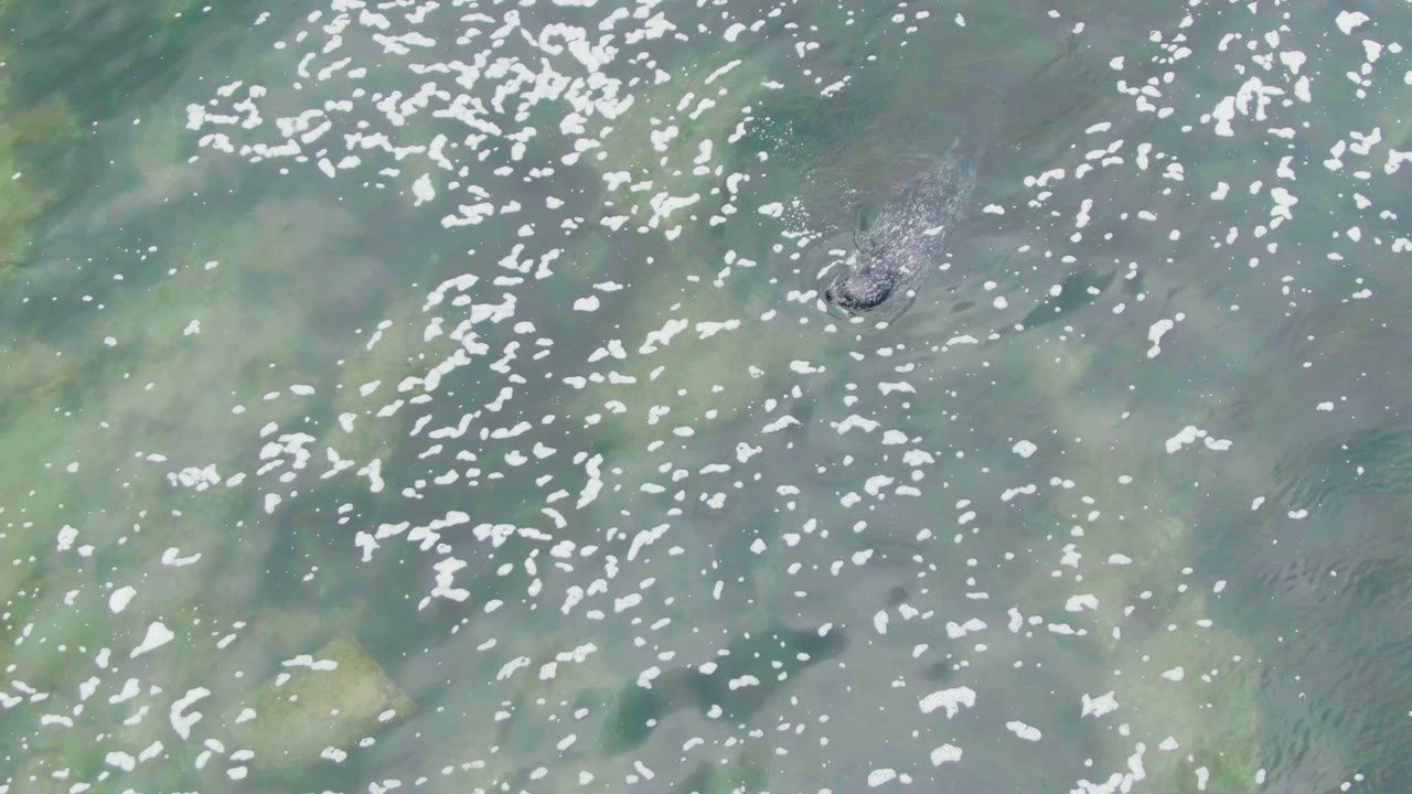 A fish is visible near the upper right of the frame in clear La Bocana coastal water, with mottled submerged shapes and no visible people.