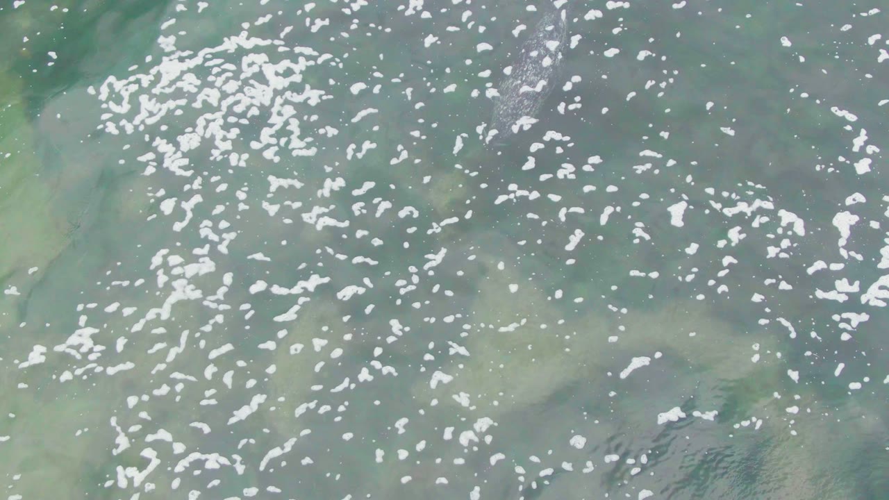 Opening overhead frame in La Bocana, Baja California Sur, showing pale green shallow water, scattered white foam, faint aquatic plants, and no visible people.