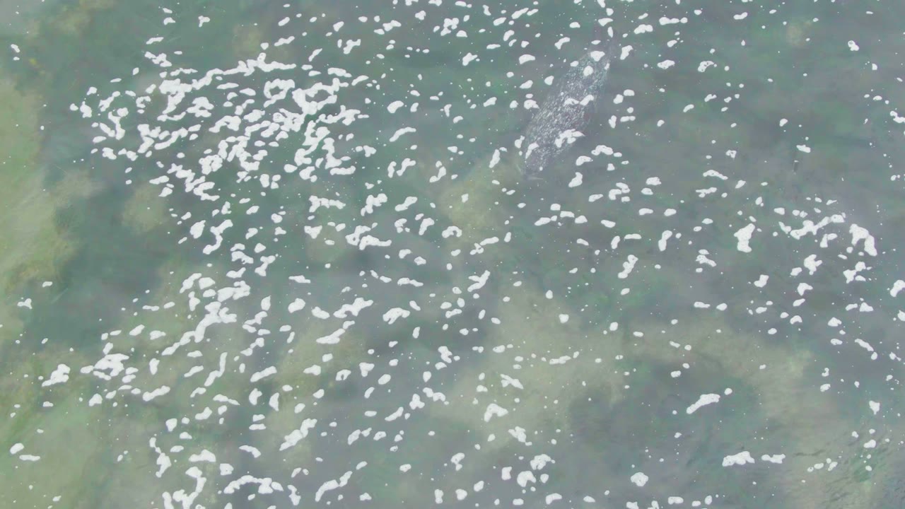 Faint manatee shape beneath foamy shallow water.