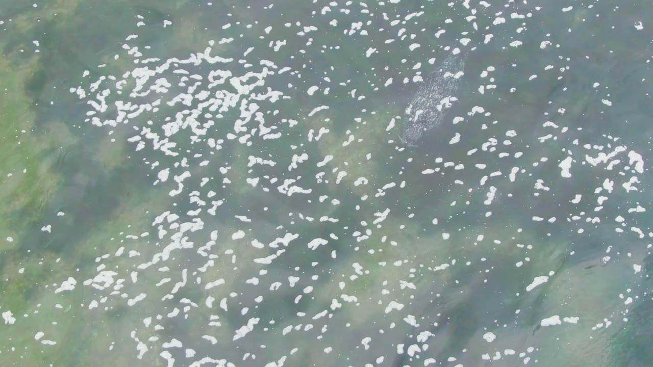 The overhead view shows foam spreading across clear green water in La Bocana, with darker underwater plant areas and no visible people.