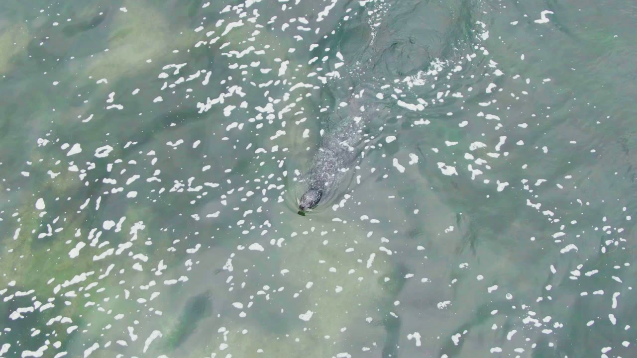 Overhead view of a crocodile near the left side of clear rippled water in La Bocana, Baja California Sur, with no visible people.